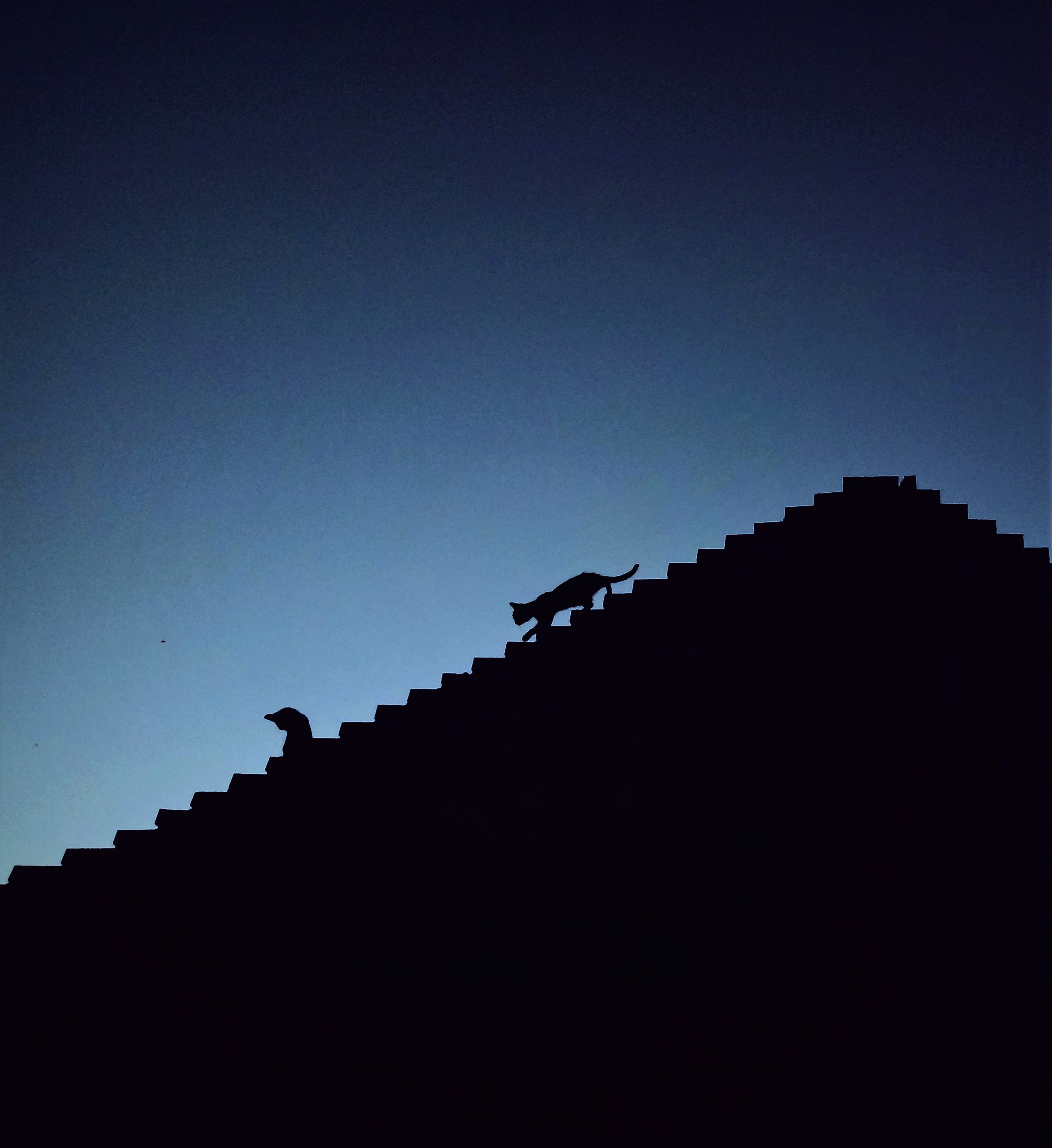 Macska a háztetőn Cat on the Roof (Rácz Johanna)